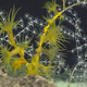 Yellow zoanthids at the base of a dead golden octocoral skeleton. (Image courtesy of the NOAA Office of Ocean Exploration and Research, 2017 American Samoa.)